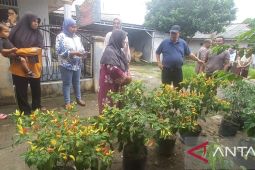 Hidayat Arsani bagikan 10.000 pohon cabai siap panen untuk warga Pangkalpinang