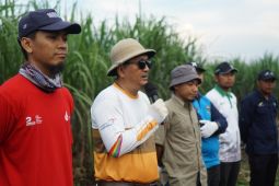 Pabrik gula Glenmore target giling tebu satu juta ton