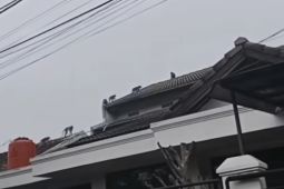 Diskar PB Bandung telusuri fenomena monyet masuk pemukiman
