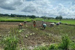 Petani di HSS Kalsel berharap tak gagal panen lagi