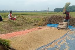 Petani di Lebak senang usaha pertanian pangan menguntungkan