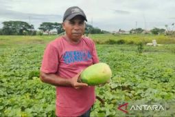 Petani timun suri di Bekasi petik berkah bulan suci Ramadhan