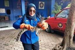 Damkar Tulungagung evakuasi buaya liar yang ditangkap warga