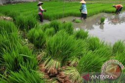 Pemprov Jambi: Sawah produktif tersisa 61.119 hektare