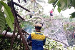 Tagana Tasikmalaya terus pantau kawasan yang terdampak angin kencang