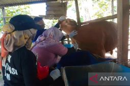 Bangka Belitung tingkatkan vaksinasi sapi jelang Lebaran