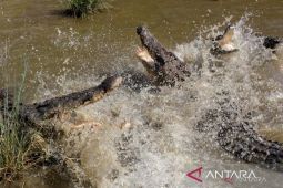 DLHK Bangka Belitung pasang papan peringatan bahaya "awas ada buaya"