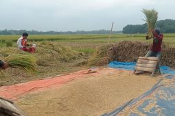 Puncak panen raya di Lebak pada Maret 2024 seluas 13.858 hektare