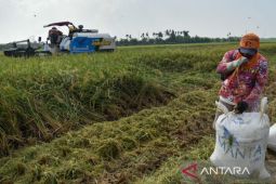 Sumut pererat koordinasi sukseskan  program "Kesatria" Kementan