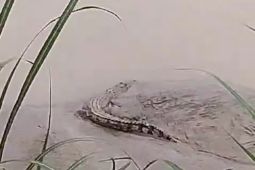 Warga anggap kemunculan Buaya Endemik Bengawan Solo biasa