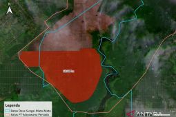 NGO Kalbar minta Kemenhut menindak perusahaan pembabat hutan lindung