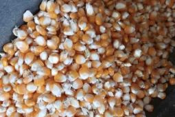 Kementan target serap 4,05 juta ton jagung produksi petani
