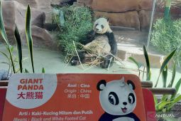 Taman Safari Bogor edukasi pengunjung peringati Hari Panda Nasional pada 16 Maret