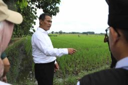 Mentan tidaak akan beri izin impor jagung demi maksimalkan penyerapan