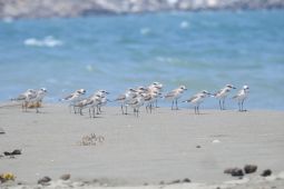 Peneliti minta pemerintah lindungi habitat burung migran di mangrove Alue Naga