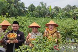 Pemkab Bangka Selatan sediakan 20 hektare lahan budidaya cabai