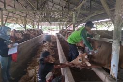 Babel tambah 300 sapi potong perkuat stok jelang Idul Fitri