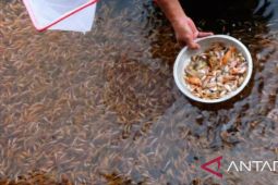 Pemkab Purwakarta tebar ratusan ribu benih ikan ke waduk Jatiluhur dan sejumlah situ