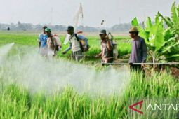 Distan Karawang lakukan penyemprotan pestisida  pada tanaman padi atasi serangan hama