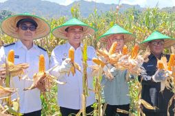 Majalengka tambah lahan dan kembangkan varietas hibrida jagung