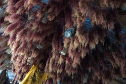 Harga rumput laut brokoli turun drastis.