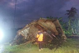 Hujan deras, Empat rumah warga Jember tertimpa pohon tumbang