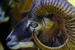 Ramalan Zodiak Capricorn: Karier, Keuangan dan Hubungan