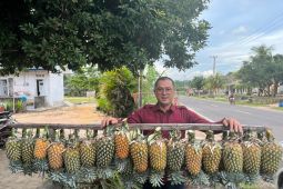 Nanas Bikang Bangka Selatan teregistrasi sebagai Indikasi Geografis