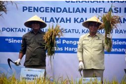 Pemkab Kubu Raya Kalbar panen raya padi seluas 150 hektare