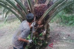 Jelang lebaran, perusahaan sawit di Bengkulu tutup 8 April