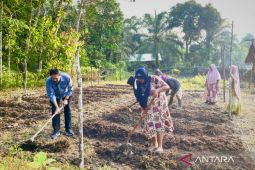 Ikhtiar Aceh Timur capai ketahanan pangan dari lahan sempit