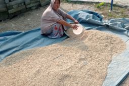 Pelaku "gacong" di Lebak bantu pangan keluarga usai panen raya