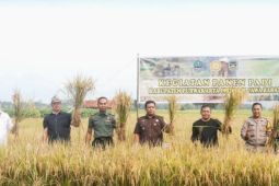 Ratusan hektare sawah di Purwakarta mulai masuki masa panen di musim rendeng