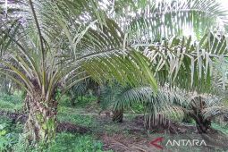 Harga TBS Kaltim  periode 16-31 Maret meningkat 5,35 persen