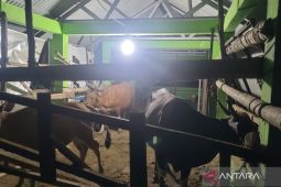 Mukomuko beri tanda khusus ternak terjaring razia