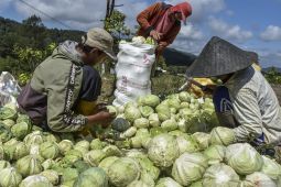 Mukomuko tunggu SK Gubernur terkait penambahan pupuk subsidi