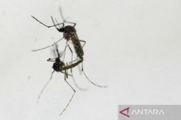 Kemenkes sebut hoaks jadi tantangan program nyamuk ber-Wolbachia di Bandung