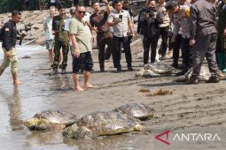 Belasan penyu selundupan di Jembrana dikembalikan ke laut
