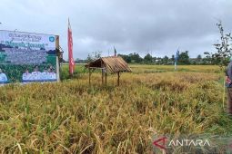 BPS: Nilai tukar petani Babel naik 3,46 persen