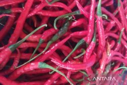 Cabai dan ayam ras masih menjadi indikator inflasi di Pematangsiantar