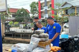 BNNP Kalbar musnahkan ganja Aceh dua residivis narkotika