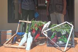 BKSDA Maluku amankan 20 satwa liar burung paruh bengkok dilindungi