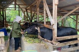 Kematian puluhan sapi di Mukomuko karena jembrana