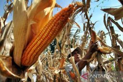 BRIN: Patogen tular tanah timbulkan masalah serius tanaman jagung