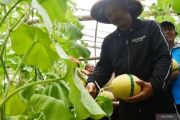 Wisata petik melon di Madiun