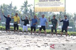 Pemkab Gianyar lakukan gerakan tanam 2.700 kg benih padi di Celuk