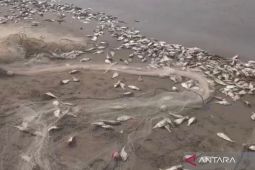 Harga murah, nelayan Mukomuko Bengkulu biarkan ikan slengek berserakan di pantai