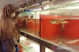 Kalsel kemarin dari eksportir ikan nirwana hingga UMKM tanaman hias
