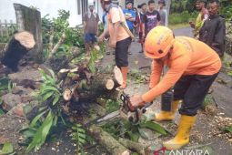 BPBD sebut angin kencang picu pohon tumbang di empat lokasi