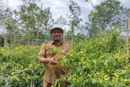 Pemkab Paser - BI Balikpapan kembangkan cabai dan bawang merah